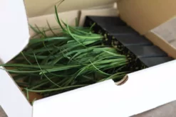 Shrubs Full Sun Liriope Muscari Big Blue