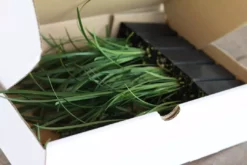 Shrubs Border Plants Liriope Evergreen Giant Plant (Grass-Like) Packs