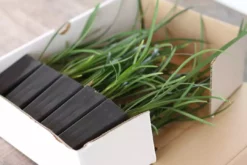 Shrubs Full Sun Liriope Muscari Big Blue