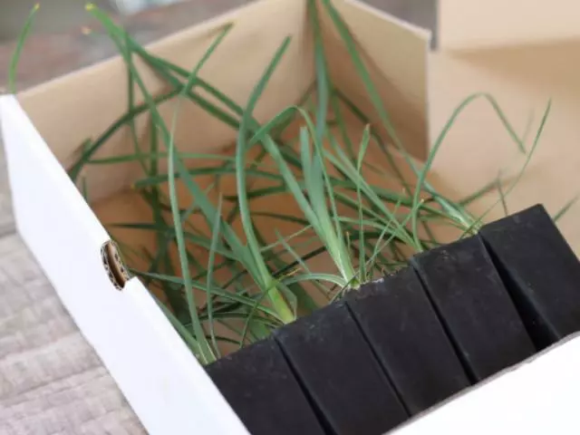 Shrubs Lomandra Spicata Full Sun 5 Shrubs Lomandra Spicata Full Sun