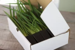 Shrubs Dietes Bicolor