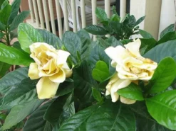 Hedge Gardenia Augusta Golden Magic
