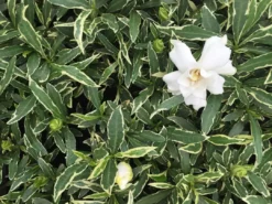 Hedge Shrubs Gardenia Augusta Radicans Variegata