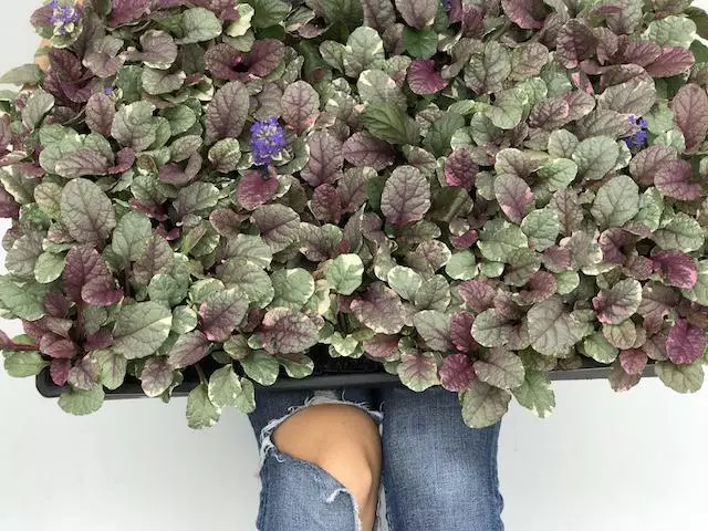 Shrubs Ajuga Reptans Burgundy Lace Full Sun 6 Shrubs Ajuga Reptans Burgundy Lace Full Sun