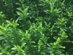 Hedge Euonymus Japonicus Tom Thumb (Compact)