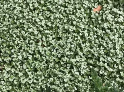 Shrubs Ground Covers Dichondra Silver Falls 19 Shrubs Ground Covers Dichondra Silver Falls