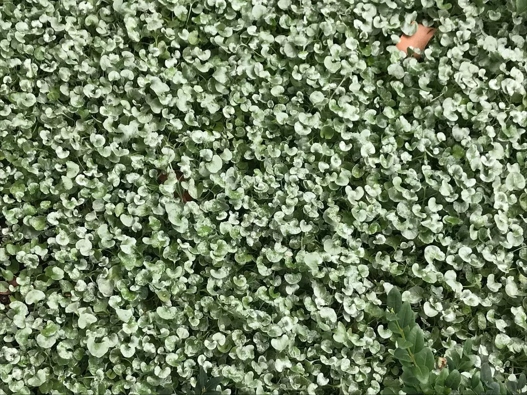 Shrubs Ground Covers Dichondra Silver Falls 9 Shrubs Ground Covers Dichondra Silver Falls