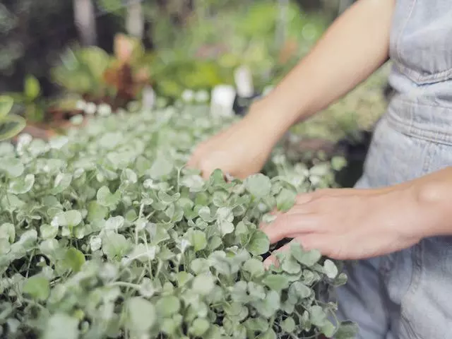 Shrubs Ground Covers Dichondra Silver Falls 4 Shrubs Ground Covers Dichondra Silver Falls