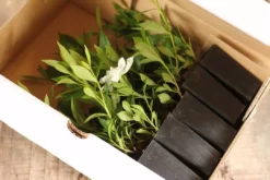 Shrubs Gardenia Augusta Radicans Low-Growing Plant Pack