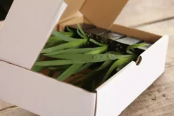 Shrubs Full Sun Dietes Iridioides