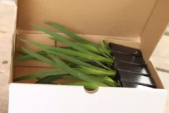 Shrubs Full Sun Dietes Iridioides