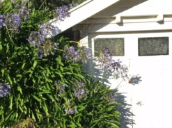 Shrubs Agapanthus Orientalis Blue