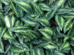 Indoor Garden Calathea Beauty Star Pet-friendly Indoor Plants 12 Indoor Garden Calathea Beauty Star Pet-friendly Indoor Plants