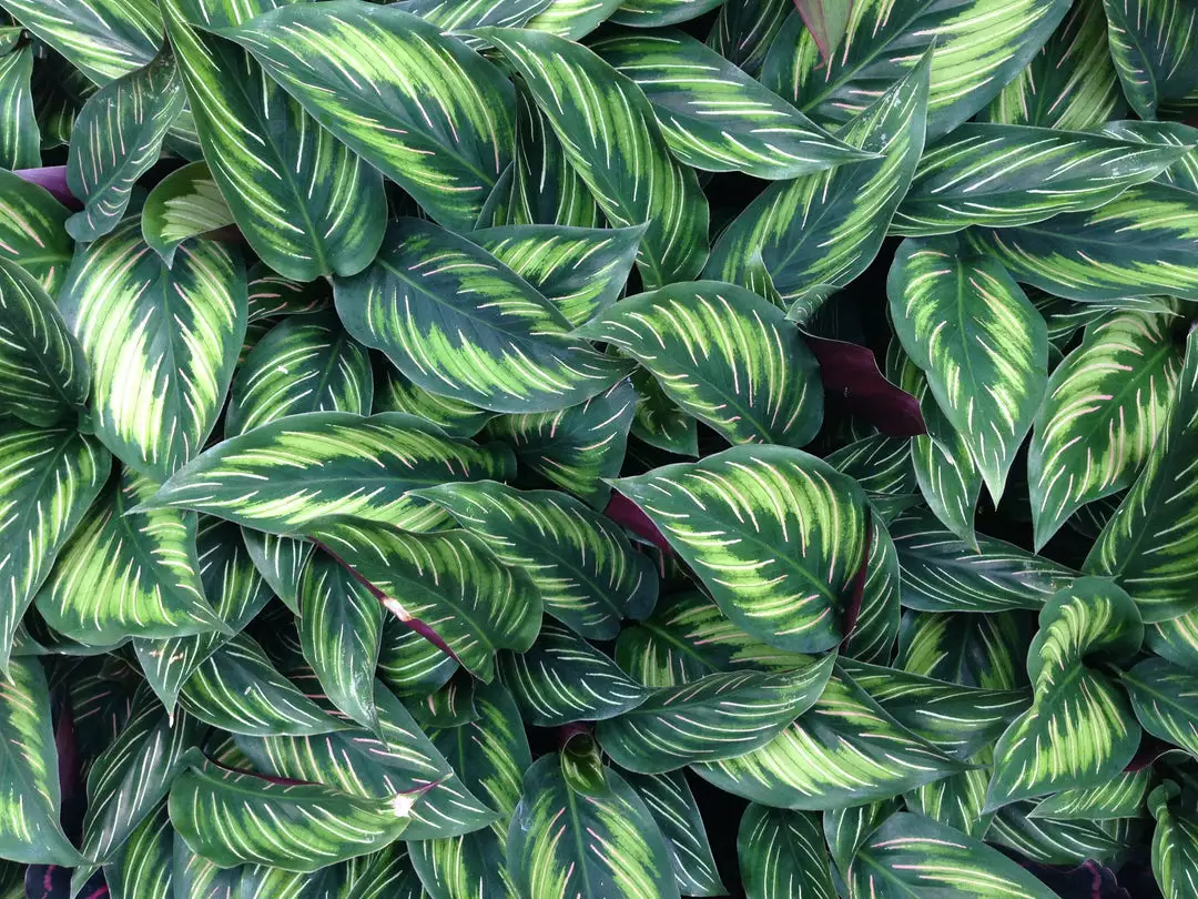 Indoor Garden Calathea Beauty Star Pet-friendly Indoor Plants 6 Indoor Garden Calathea Beauty Star Pet-friendly Indoor Plants