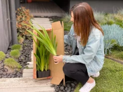 Shrubs Full Sun Neomarica Gracilis 'Walking Iris'