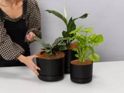 Indoor Garden Mr Kitly 3 Plants & 3 Assorted Sized Pots Plant Packs