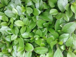 Indoor Garden Cacti & Succulents Peperomia Clusiifolia Red Edge 10 Indoor Garden Cacti & Succulents Peperomia Clusiifolia Red Edge