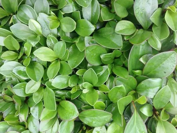 Indoor Garden Cacti & Succulents Peperomia Clusiifolia Red Edge 6 Indoor Garden Cacti & Succulents Peperomia Clusiifolia Red Edge