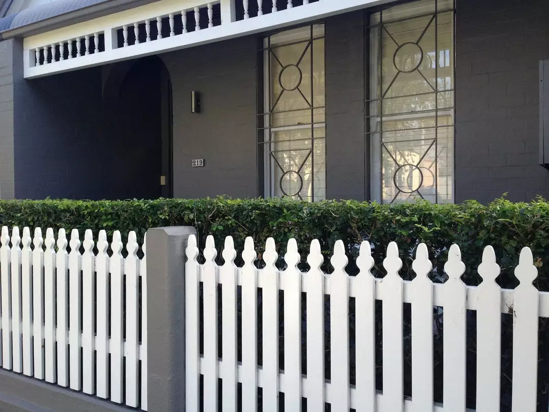 Shrubs Hedging Plants Murraya Paniculata Mock Orange 8 Shrubs Hedging Plants Murraya Paniculata Mock Orange