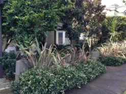 Shrubs Variegated Star Jasmine Full Sun
