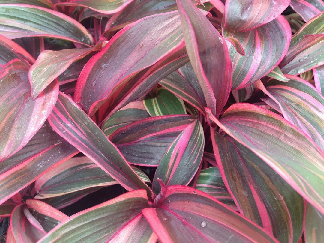 Shrubs Cordyline T. Pink Champion 4 Shrubs Cordyline T. Pink Champion