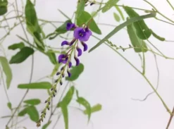 Shrubs Hardenbergia Violacea Purple Spray Full Sun