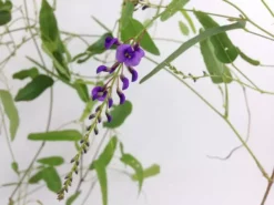 Shrubs Hardenbergia Violacea Full Sun