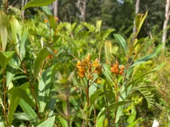 Shrubs Grevillea Orange Marmalade