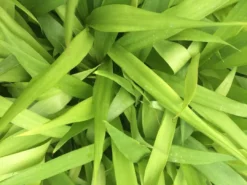 Shrubs Cordyline Stricta Full Sun 8 Shrubs Cordyline Stricta Full Sun