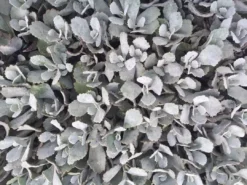 Succulents Full Sun Kalanchoe Pumila ‘Quicksilver'