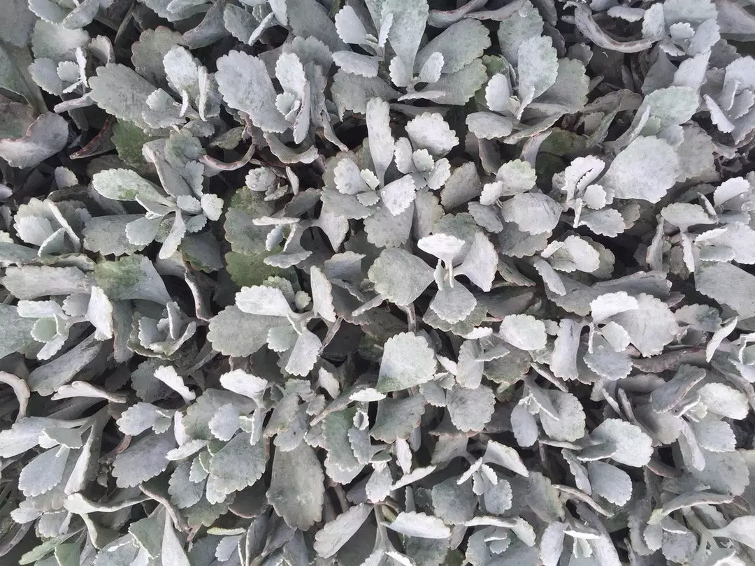 Succulents Full Sun Kalanchoe Pumila ‘Quicksilver' 3 Succulents Full Sun Kalanchoe Pumila ‘Quicksilver'