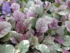 Shrubs Ajuga Reptans Burgundy Lace Full Sun 12 Shrubs Ajuga Reptans Burgundy Lace Full Sun