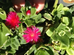 Succulents Aptenia Cordifolia Full Sun 9 Succulents Aptenia Cordifolia Full Sun