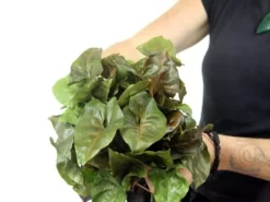 Indoor Garden Syngonium Podophyllum Bronze