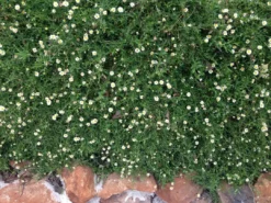 Shrubs Erigeron Karvinskianus Seaside Daisy Ground Covers