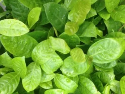 Shrubs Ixora Peach Malay