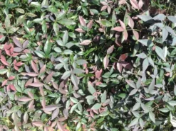 Ozbreed Nandina Domestica Flirt™ ‘MURASAKI’ Pbr Shrubs 10 Ozbreed Nandina Domestica Flirt™ ‘MURASAKI’ Pbr Shrubs