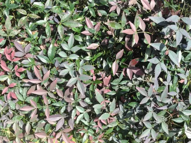 Ozbreed Nandina Domestica Flirt™ ‘MURASAKI’ Pbr Shrubs 5 Ozbreed Nandina Domestica Flirt™ ‘MURASAKI’ Pbr Shrubs