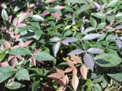 Ozbreed Nandina Domestica Flirt™ ‘MURASAKI’ Pbr Shrubs 12 Ozbreed Nandina Domestica Flirt™ ‘MURASAKI’ Pbr Shrubs