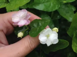 Shrubs Full Sun Jasminum 'Grand Duke Of Tuscany'