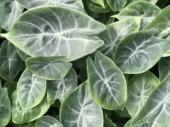 Indoor Garden Alocasia Ivory Coast