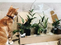 Indoor Garden Pet-Friendly🐶 Indoor Plant Pack - 85mm Pet-friendly Indoor Plants 11 Indoor Garden Pet-Friendly🐶 Indoor Plant Pack - 85mm Pet-friendly Indoor Plants
