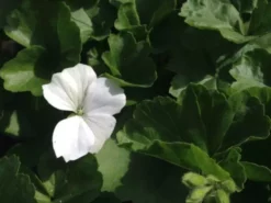 Shrubs Geranium Nano White