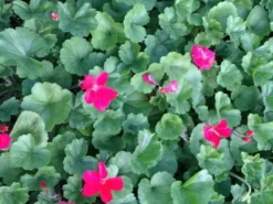 Shrubs Geranium Nano Red