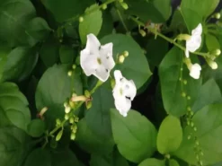 Hedge Duranta Alba 7 Hedge Duranta Alba