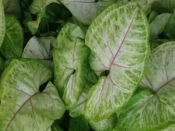 Indoor Garden Syngonium Golden Illusion - 85mm