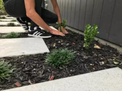 Hedge Carissa Grandiflora 'Desert Star'