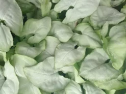 Indoor Garden Syngoniums Syngonium Moonshine