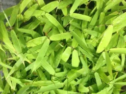 Shrubs Thysanolaena Maxima Tiger Grass