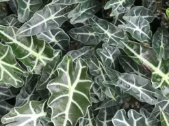 Indoor Garden Alocasias Alocasia Lowii 'Polly Amazonica' - 85mm